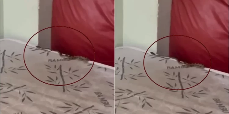 Cobra é encontrada dentro do dormitório de hospital em Parnaíba