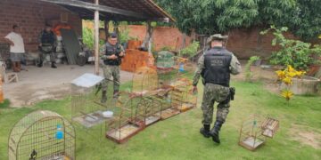 Quase 50 aves silvestres são apreendidas em União após denúncias anônimas