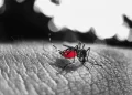 Piauí registra mais duas mortes por dengue e alta nos casos da doença
