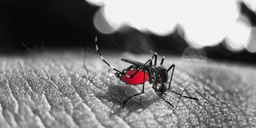 Piauí registra mais duas mortes por dengue e alta nos casos da doença
