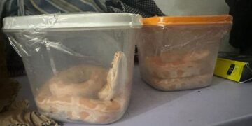 Polícia Federal prende uma pessoa por comércio ilegal de animais em Timon