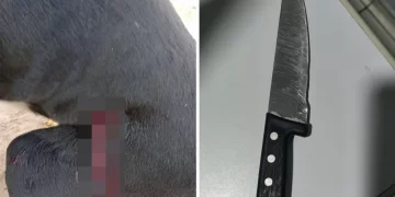 Homem é preso após esfaquear cachorro na zona rural de São Gonçalo do Piauí