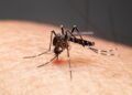 Sesapi confirma quarta morte por dengue no Estado do Piauí