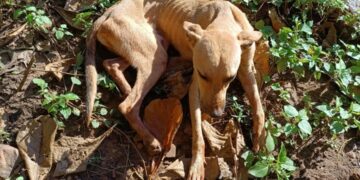 Bombeiros resgatam cachorro que ficou mais de 20 dias preso em buraco no Piauí