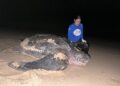 Tartaruga gigante é encontrada na praia da Pedra do Sal no Piauí