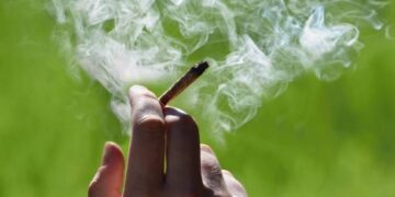 STF decide descriminalizar porte de maconha para uso pessoal