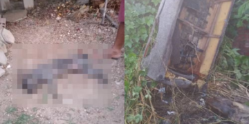 Cachorro morre e duas pessoas são hospitalizadas após ataque de abelhas em Campo Maior