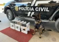 Polícia Civil prende homem com 24 tabletes de drogas dentro de ônibus em Bom Jesus