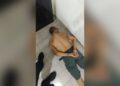Acusado de sequestrar mulher no Piauí é preso na Bahia
