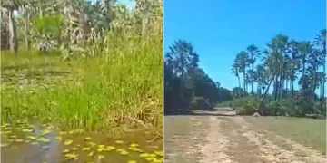 Corpo em avançado estado de decomposição é encontrado em carnaubal em Parnaíba