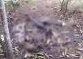 Ossada humana é encontrada em matagal na zona Sudeste de Teresina