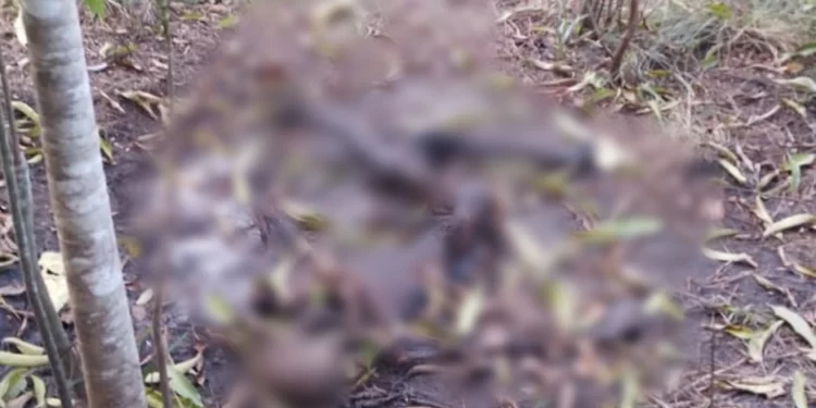 Ossada humana é encontrada em matagal na zona Sudeste de Teresina