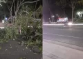 Árvore cai e atinge casal que caminhava na avenida Raul Lopes, em Teresina