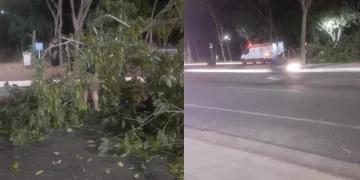 Árvore cai e atinge casal que caminhava na avenida Raul Lopes, em Teresina