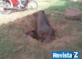 Égua morre após cair em fossa aberta na cidade de Esperantina