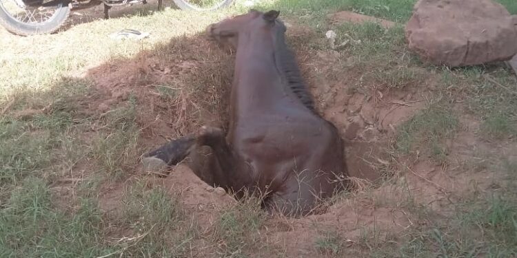 Égua morre após cair em fossa aberta na cidade de Esperantina