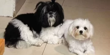 Cadelas morrem após serem esquecidas dentro de carro por pet shop em Goiânia