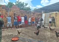 Polícia Militar apreende 46 galos usados em rinhas e conduz 14 pessoas em Parnaíba