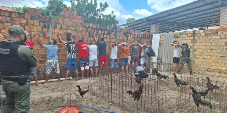 Polícia Militar apreende 46 galos usados em rinhas e conduz 14 pessoas em Parnaíba
