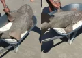 Tubarão-lixa assusta banhistas na praia de Maramar em Luís Correia