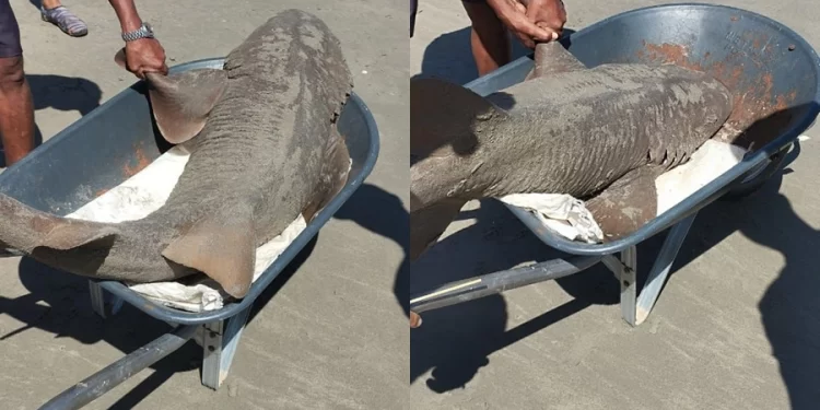 Tubarão-lixa assusta banhistas na praia de Maramar em Luís Correia