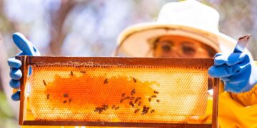 Mel produzido por agricultores familiares faz do Piauí maior exportador do produto no Brasil