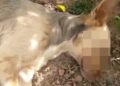 Moradora denuncia envenenamento de cachorros na zona rural de Batalha