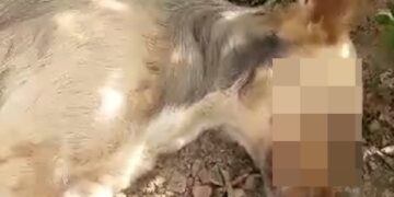 Moradora denuncia envenenamento de cachorros na zona rural de Batalha