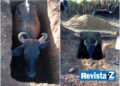 Vaca é resgatada após cair em cova aberta de cemitério na zona rural de Batalha