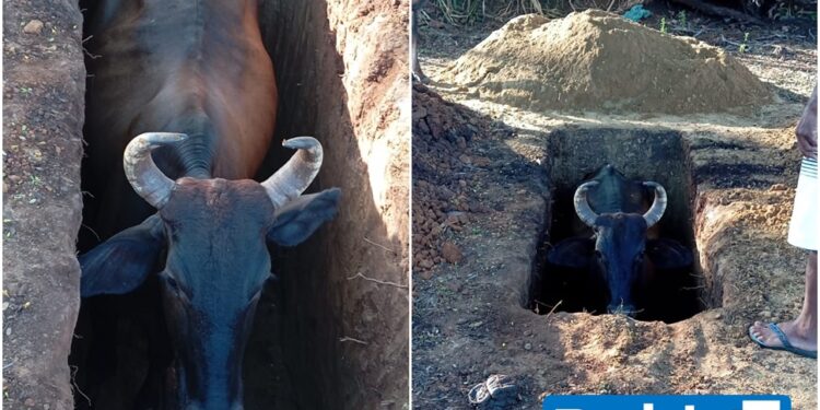 Vaca é resgatada após cair em cova aberta de cemitério na zona rural de Batalha