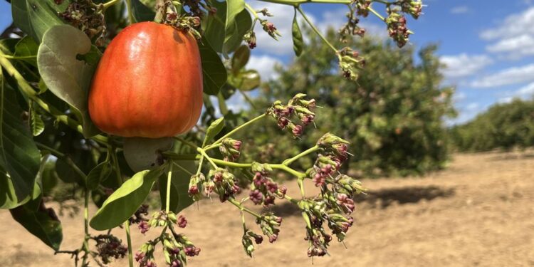 Com aumento na produção de caju, Piauí tem a 2ª maior área plantada no Brasil