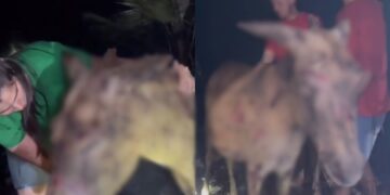 Incêndio de grandes proporções deixa animais mortos e feridos em cidade do Piauí