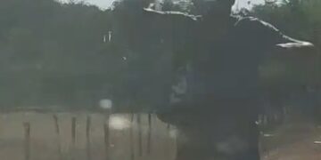 Ataque de abelhas deixa jogadores feridos durante partida de futebol em Cocal de Telha