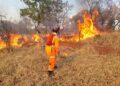 Governo do Piauí proíbe uso de fogo em atividades agrícolas e florestais para conter queimadas