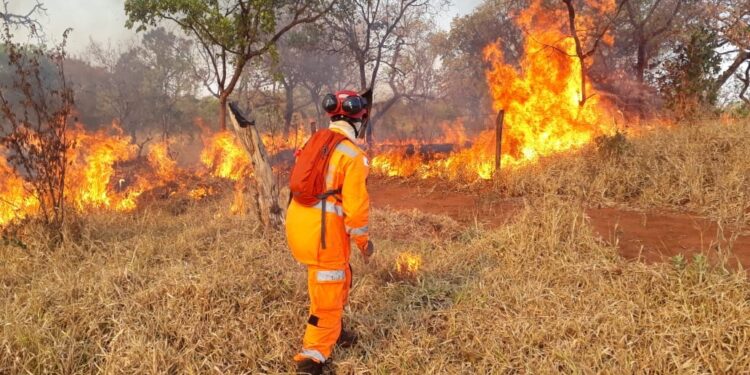 Governo do Piauí proíbe uso de fogo em atividades agrícolas e florestais para conter queimadas