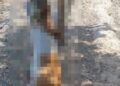 Homem mata cachorro para se vingar da própria mulher em Piripiri