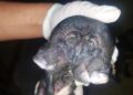 Leitão nasce com dois focinhos e três olhos em propriedade rural no Piauí