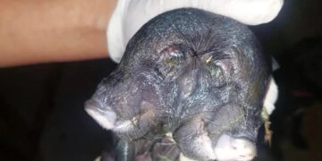 Leitão nasce com dois focinhos e três olhos em propriedade rural no Piauí
