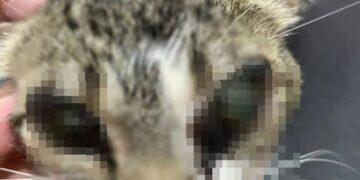 Gata fica cega após ter olhos queimados com ácido no Piauí