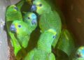 Homem é preso por tráfico de animais silvestres no Piauí