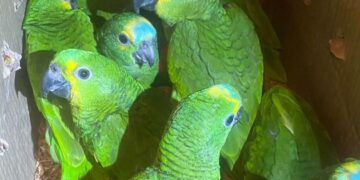 Homem é preso por tráfico de animais silvestres no Piauí