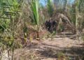 Corpos encontrados em cova rasa são de irmãs desaparecidas em Teresina, diz IML