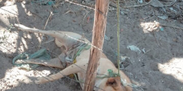 Cachorro morre asfixiado após ser amarrado com corda em José de Freitas