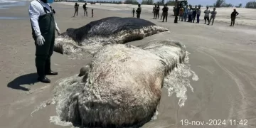 Baleia em estado de decomposição encalha em praia no litoral do Piauí