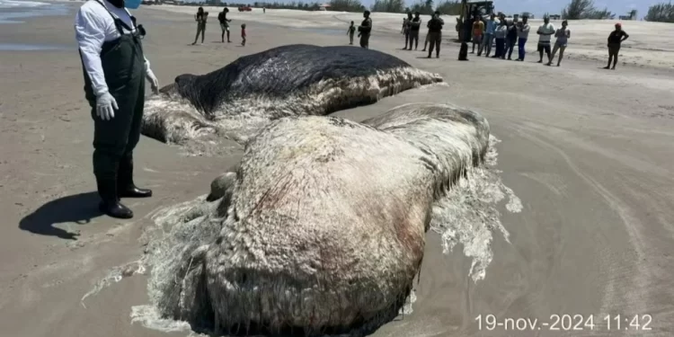 Baleia em estado de decomposição encalha em praia no litoral do Piauí
