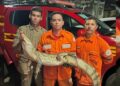 Jacaré surpreende moradores de Piripiri e é capturado por Bombeiros