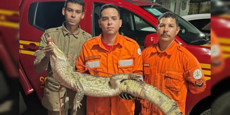 Jacaré surpreende moradores de Piripiri e é capturado por Bombeiros