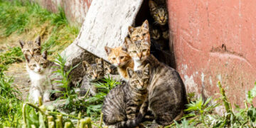 Projeto visa proibir a eliminação de cães e gatos em situação de rua