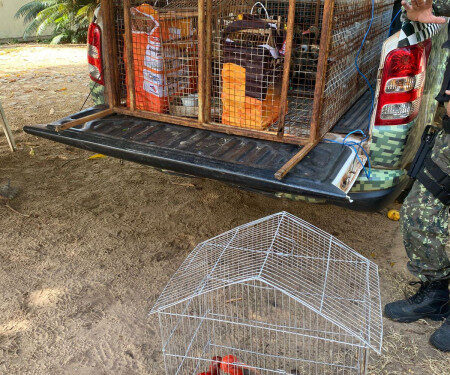 Polícia Militar apreende 77 aves silvestres em operação no litoral do Piauí