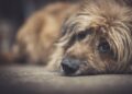 Assembleia Legislativa aprova projeto que proíbe eutanásia indiscriminada de cães e gatos no Piauí